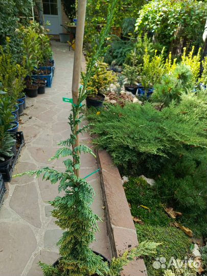 Можжевельники на бамбуке (штамбе)