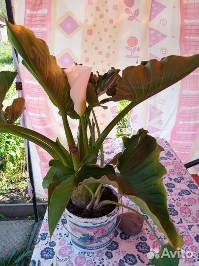 Комнатные цветы Каллы