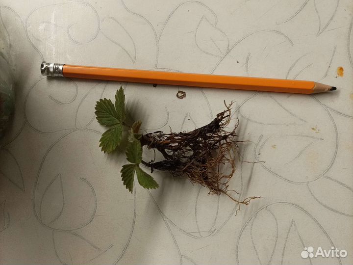 Усы клубники и ремонтантной земляники