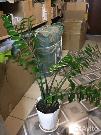 Замиокулькас