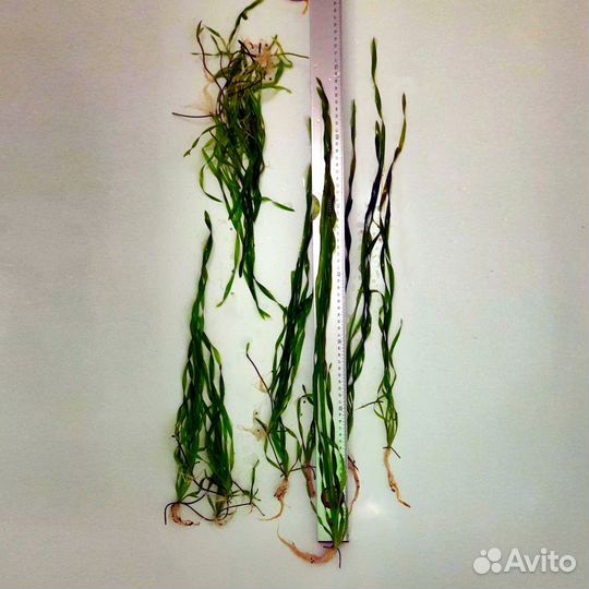 Валлиснерия Аквариумные растения