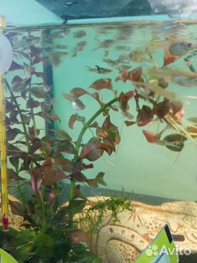 Гуппи голубые японские Эндлера