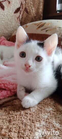 Котята снежата в добрые ручки