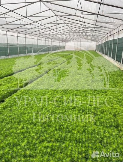 Лиственница Сибирская зкс сеянцы