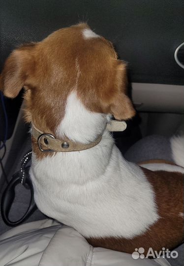 Кобель для вязки Джек рассел