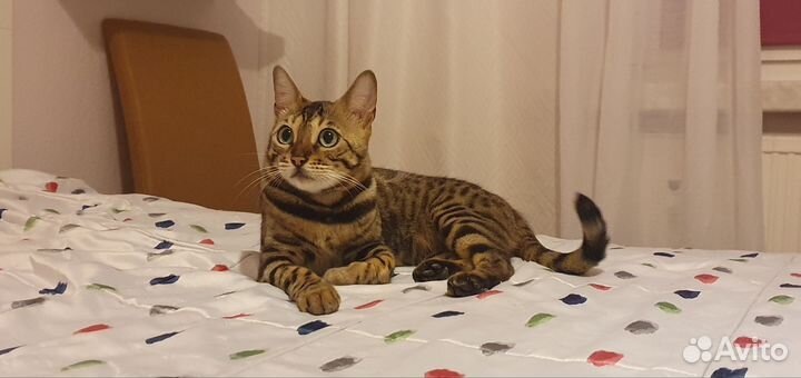 Сухой корм для кошек Orijen, Acana, Canagan, Monge