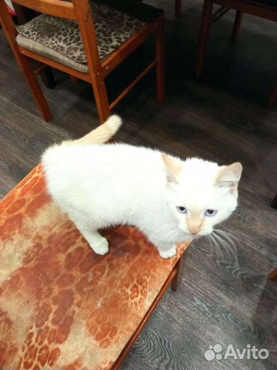 Шотландский Котенок в добрые руки