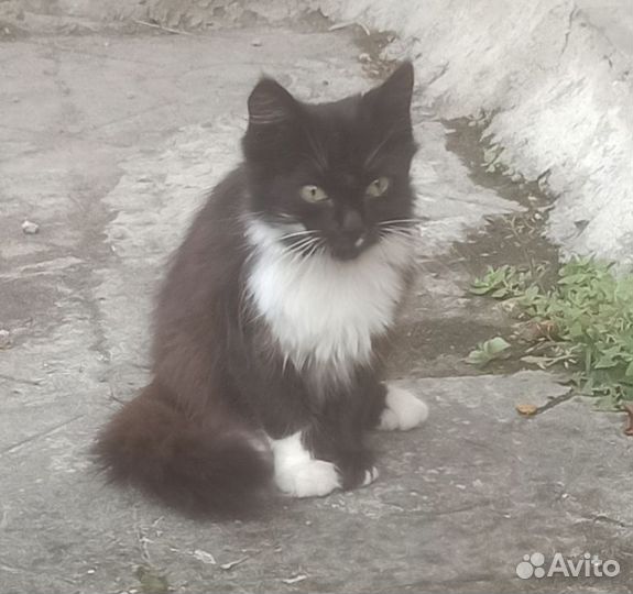 Котята в добрые руки мальчики