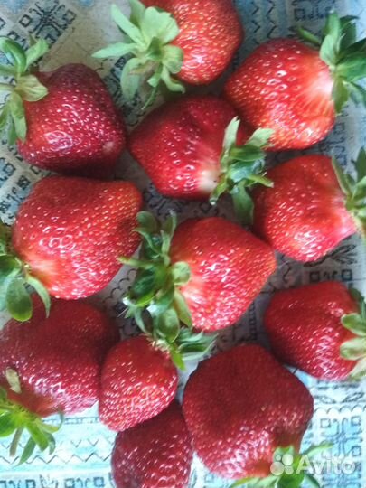 Клубника Королева Елизавета и Елизавета II