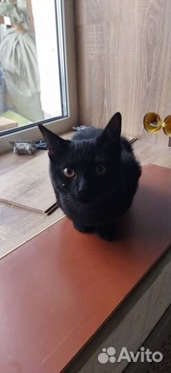 Черненький котик 3 месяца