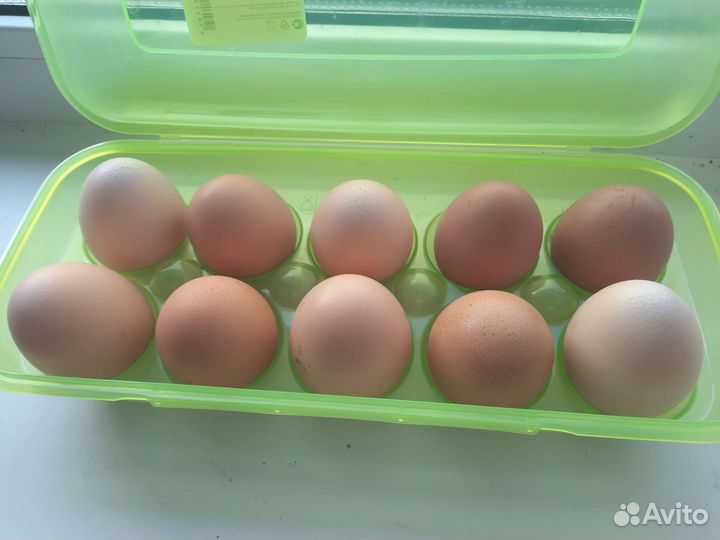 Домашние куриные яйца