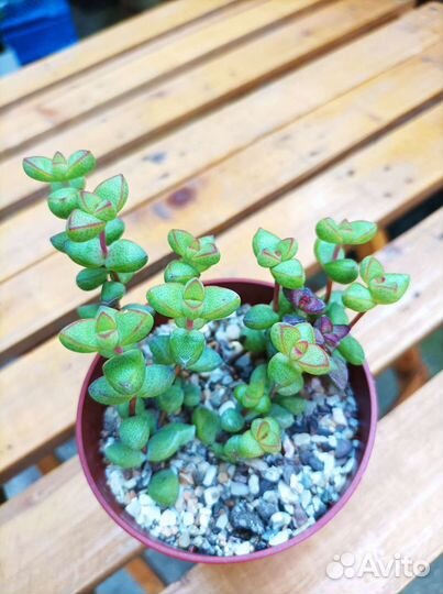 Кактусы и суккуленты