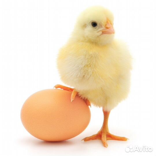 Индейка инкубационное яйцо и молодняк на заказ