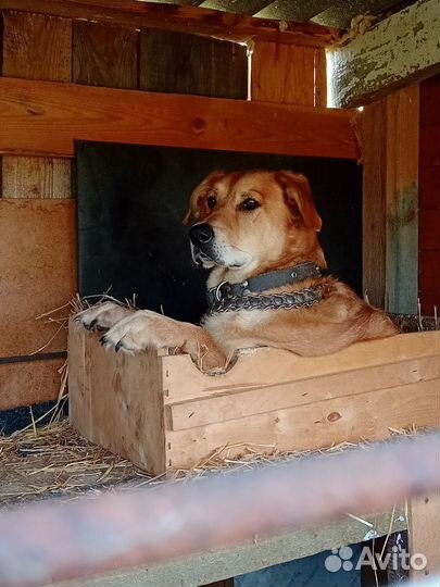 Собака в добрые руки