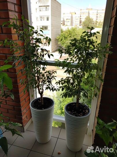 Фикусы с высокими кашпо