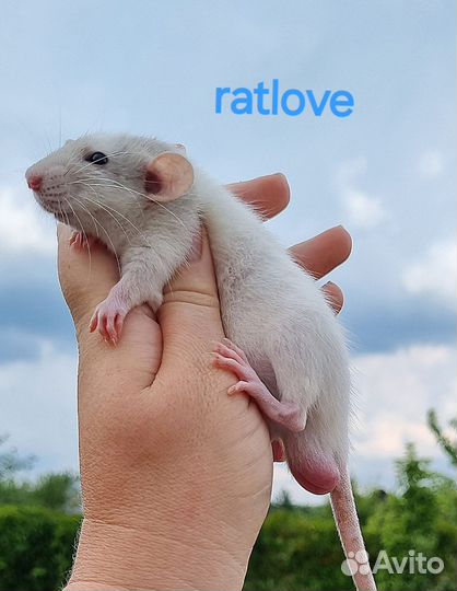 Крысята дамбо малыши от ratlove