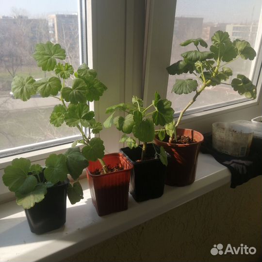 Комнатные цветы