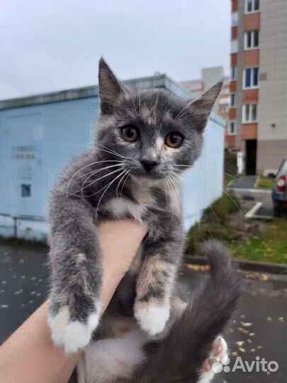 Котёнок девочка