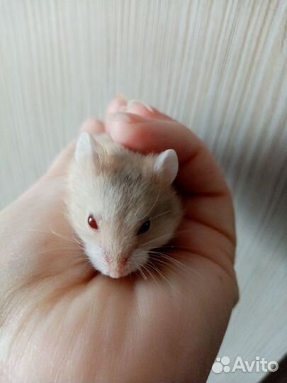 Джунгарский хомяк