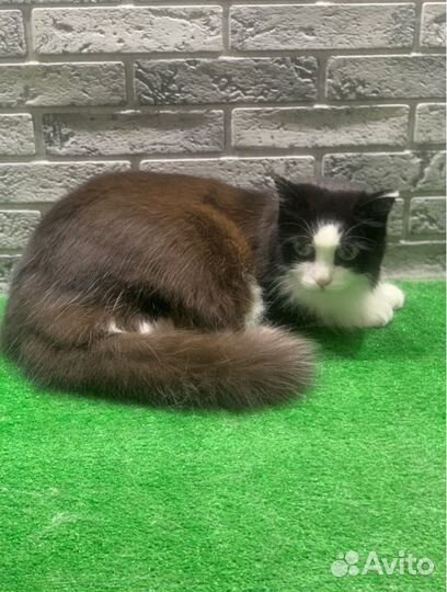 Стрижка кошек под наркозом под контролем врача