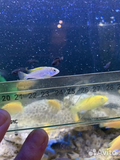 Цихлиды оз.Малави