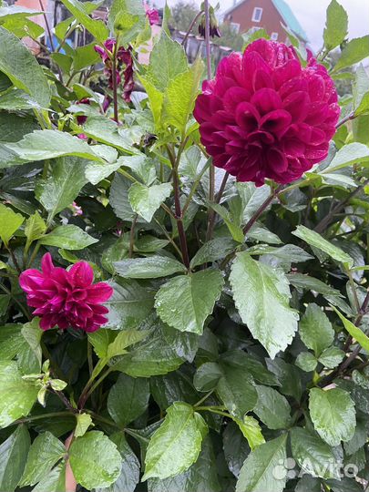 Георгины клубни Уфа