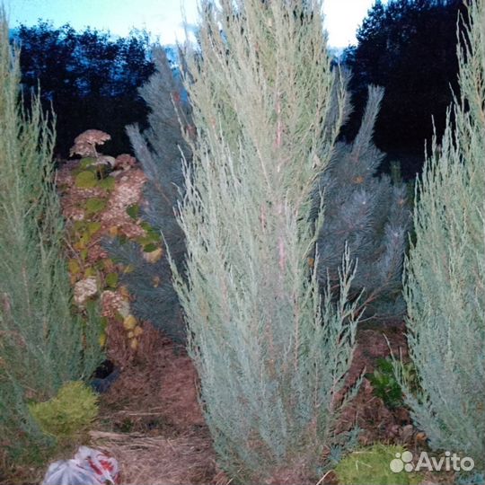Можжевельник скальный Блю Эрроу