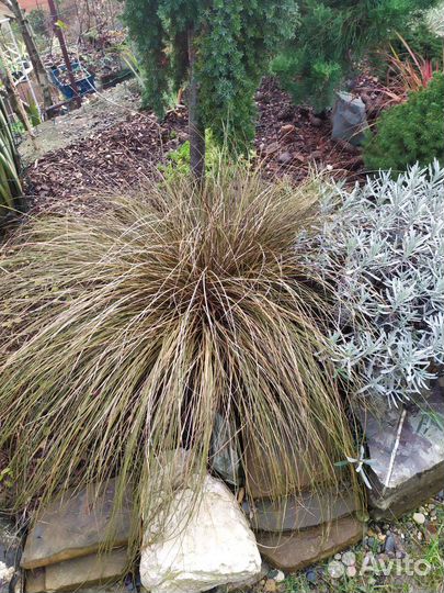 Азалия вариегатная, лен новозеландский