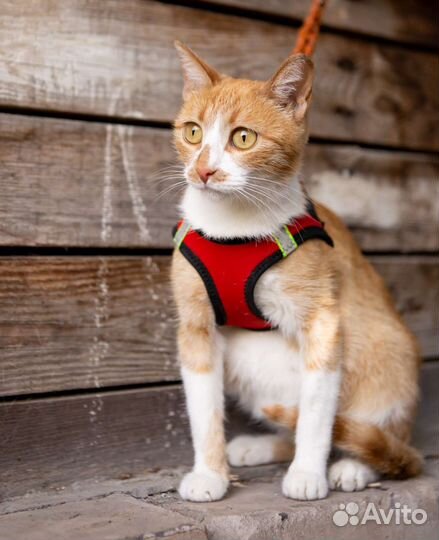 Кошечка Марта