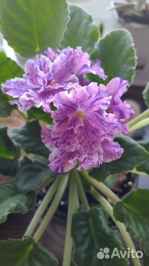 Комнатные цветы фиалки