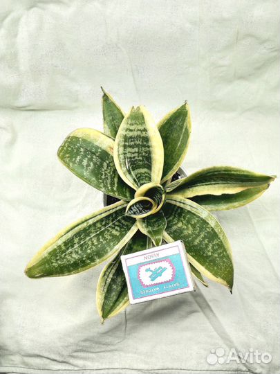 Сансевиерия (мини) Ханни Маргината