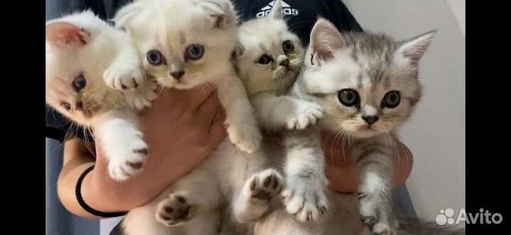 Шотландские котята