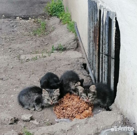 Котята в добрые руки