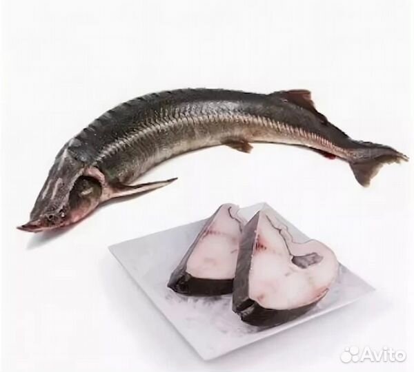 Живая царская рыба оптом