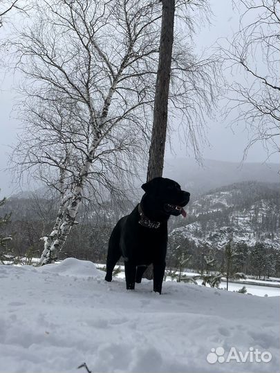 Кобель лабрадора вязка