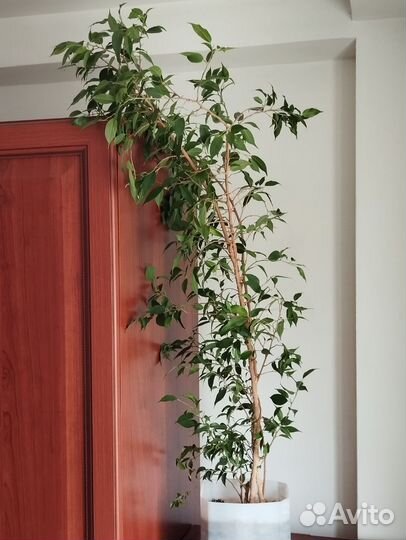 Фикус