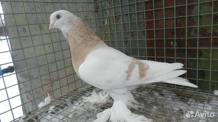 Бойные голуби