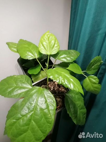 Гибискус китайская роза махровая