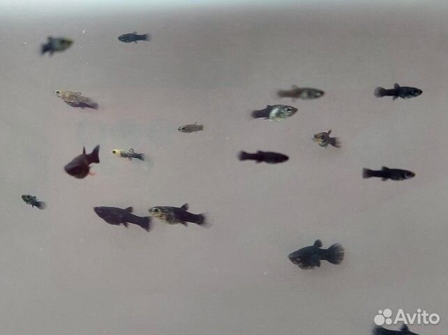 Моллинезии