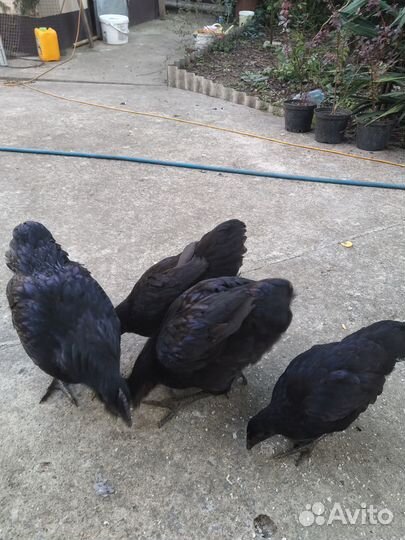 Цыплята Ухейилюй