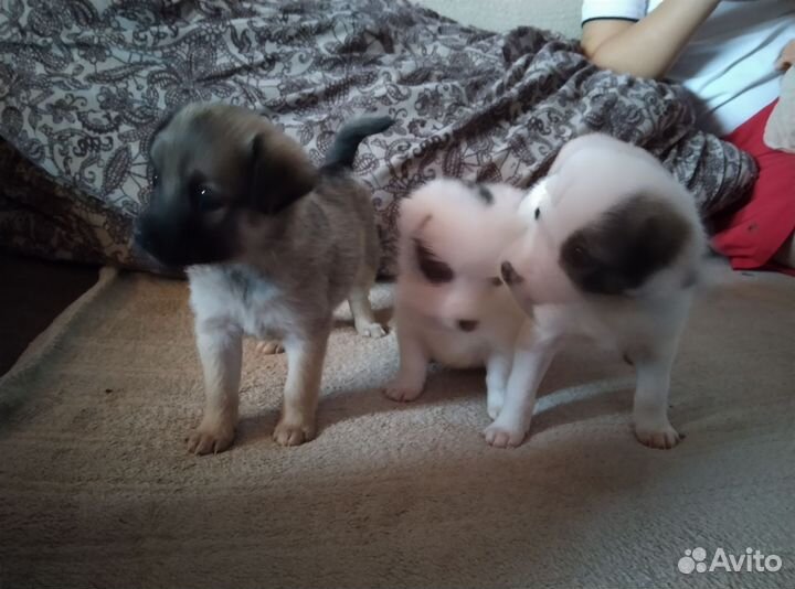 Длинноногий питчер