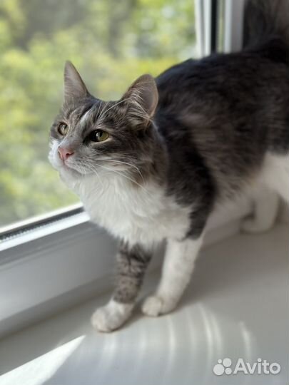 Котик молодой