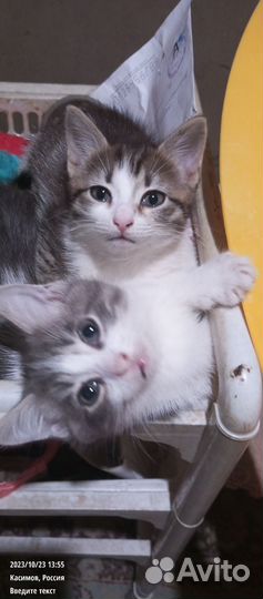 Кошка в дар бесплатно