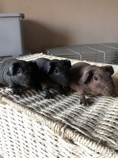 Морская свинка скинни малыши