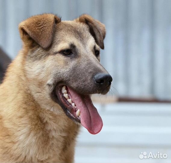 Отдаю щенка Купера в дар