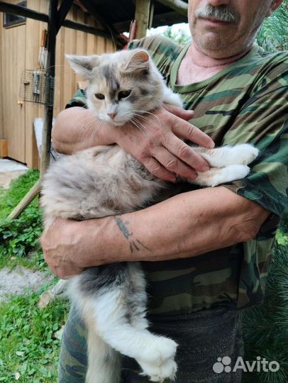 Котята отдам бесплатно