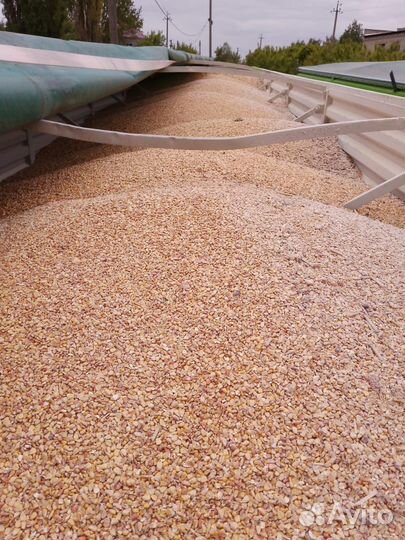 Кукуруза зерно