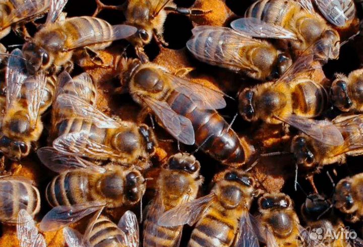 Пчеломатки карника