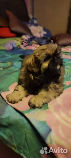 Курносые любнуши