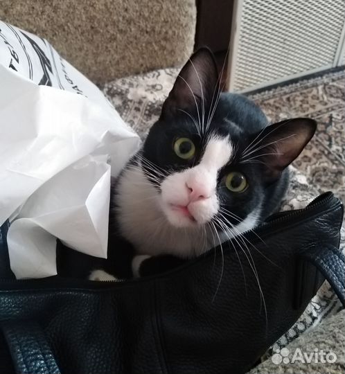 Котик Маркиз в добрые ручки
